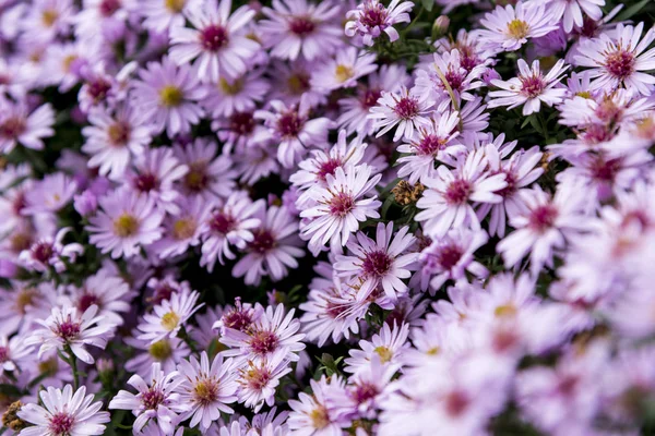 Aster Frikartii Mnch Engelska Höst Bressingham Trädgård England — Stockfoto