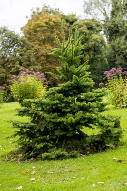 Picea abies Pusch- the Norway spruce is a species of spruce native to Northern, Central and Eastern Europe. clipart