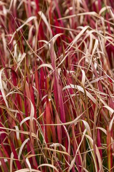 Imperata cylindrica Rubra -  Red Baron