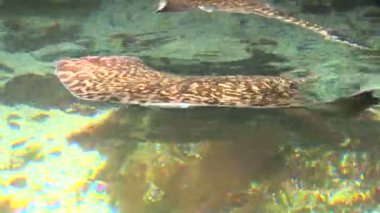 Deniz yaşamı - stingrays ışınları, kıkırdaklı balıklar köpekbalıkları - video yüksek tanımlı - gerçek zamanı ile ilgili olan bir grup vardır.