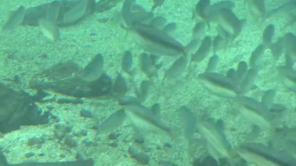 Vissen Mariene Leven School Van Vissen Onderwater Video Hoge Definitie — Stockvideo