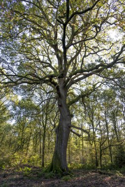 Savernake orman - İngiltere nin büyük orman - Wiltshire, İngiltere
