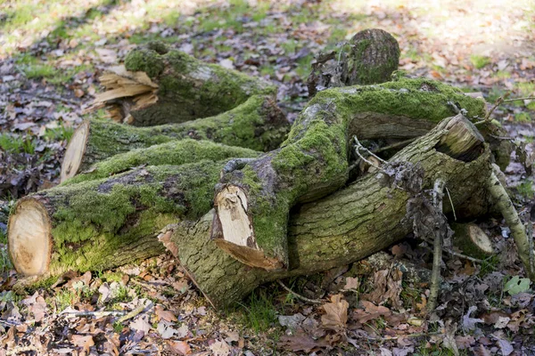 Logs Forrest Savernake Forest England Larger Forest Wiltshire Reino Unido —  Fotos de Stock