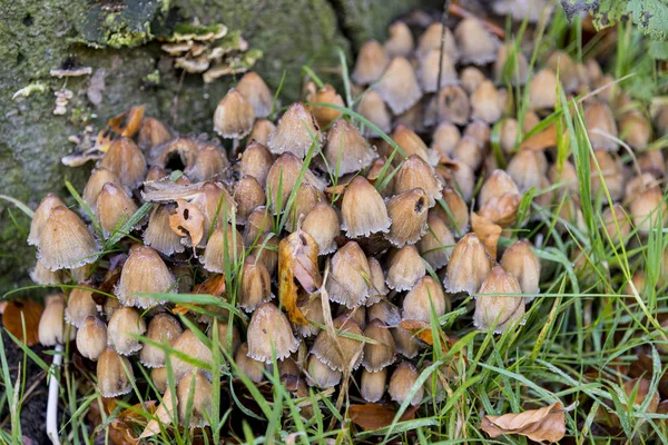 Грибы Savernake Forest Wiltshire England Великобритания — стоковое фото