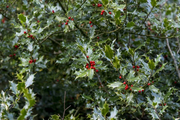 Holly Berries Autumn Savernake Forest Wiltshire Inglaterra Reino Unido — Fotografia de Stock