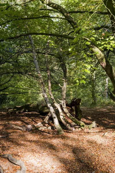 Δάσος Σάβερναιηκ Μεγαλύτερο Δάσος Της Αγγλίας Wiltshire Ηνωμένο Βασίλειο — Φωτογραφία Αρχείου