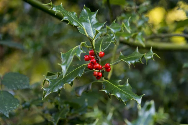 Holly Berries Autumn Savernake Forest Wiltshire Inglaterra Reino Unido — Fotografia de Stock