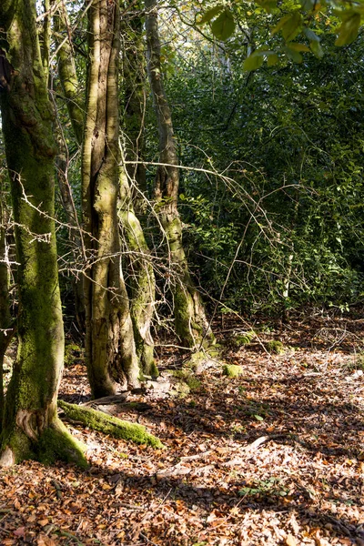 Savernake Forest Anglia Nagyobb Erdő Wiltshire Egyesült Királyság — Stock Fotó