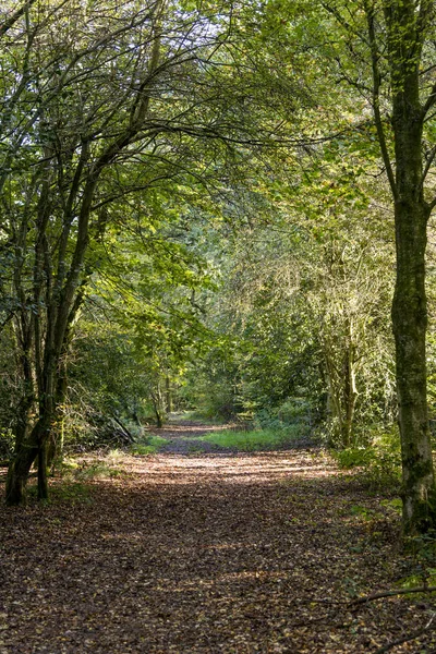 Savernake Forest England Larger Forest Wiltshire United Kingdom — Stock Photo, Image