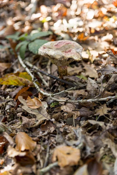 Fungi Savernake Forest Wiltshire Inglaterra Reino Unido Pleurotus Ostreatus Hongo — Foto de Stock