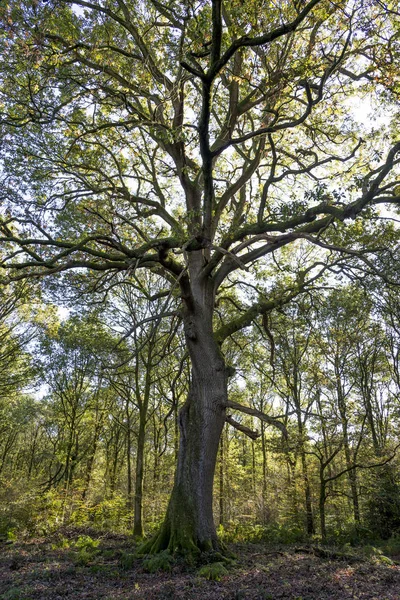 Savernake orman - İngiltere nin büyük orman - Wiltshire, İngiltere