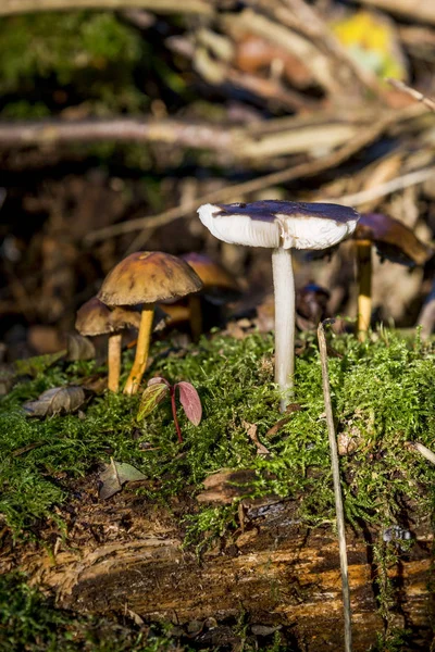 Fungi in Savernake Forest Wiltshire England - United Kingdom