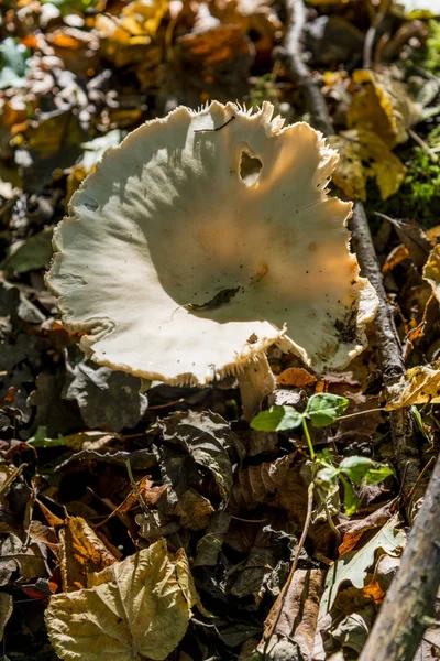 Гриби Лісі Savernake Текстові Редактори Англії Сполучене Королівство Pleurotus Ostreatus — стокове фото