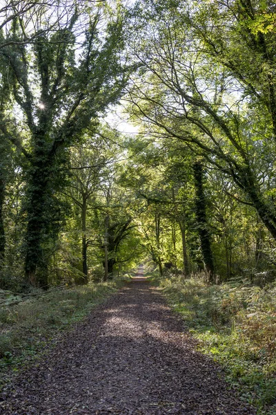 Savernake Forest England Larger Forest Wiltshire United Kingdom — Stock Photo, Image