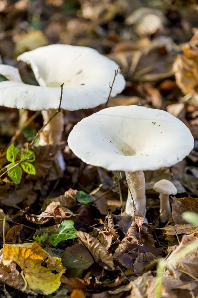 Fungi Savernake Forest Wiltshire Inglaterra Reino Unido Pleurotus Ostreatus Hongo — Foto de Stock