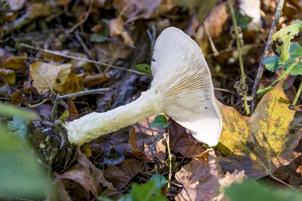 Гриби Лісі Savernake Текстові Редактори Англії Сполучене Королівство Pleurotus Ostreatus — стокове фото