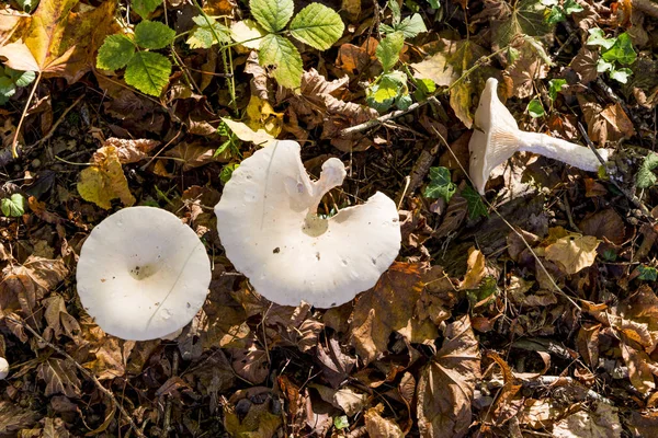 Гриби Лісі Savernake Текстові Редактори Англії Сполучене Королівство Pleurotus Ostreatus — стокове фото