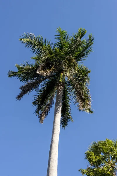Royal Palm Roystonea Regia Drzewo Jest Drzewo Kubańskie Narodowe Symbol — Zdjęcie stockowe