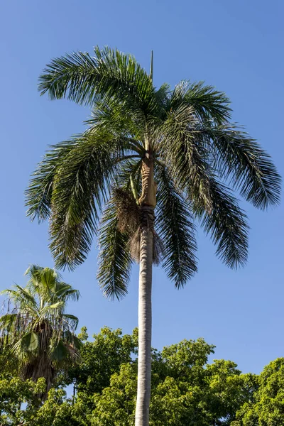 Royal Palm Roystonea Regia Drzewo Jest Drzewo Kubańskie Narodowe Symbol — Zdjęcie stockowe