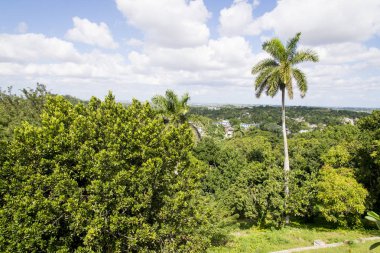 Royal Palm (Roystonea regia) ağacıdır Ulusal Küba ağaç ülke sembolü.