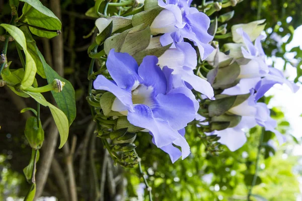 Duranta Repens Many Beautiful Purple Flowers Cuban Garden Caribbean Flora — Stock Photo, Image