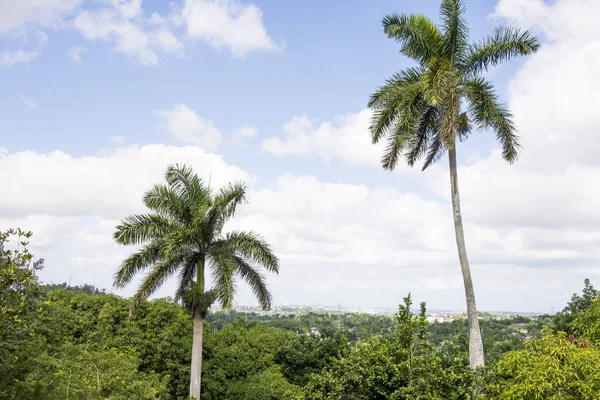 Royal Palm Roystonea Regia Drzewo Jest Drzewo Kubańskie Narodowe Symbol — Zdjęcie stockowe