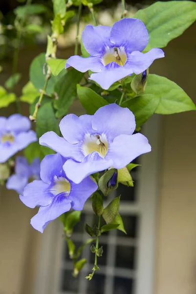 Duranta Repens Beaucoup Belles Fleurs Violettes Dans Jardin Cubain Flore — Photo