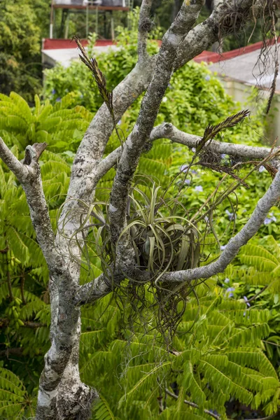 Δάσος Daintree Τροπική Βλάστηση Κούβα — Φωτογραφία Αρχείου