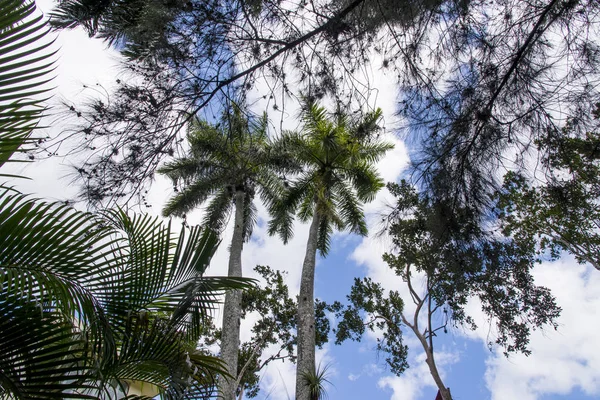 Royal Palm Roystonea Regia Árbol Árbol Nacional Cubano Símbolo Del —  Fotos de Stock
