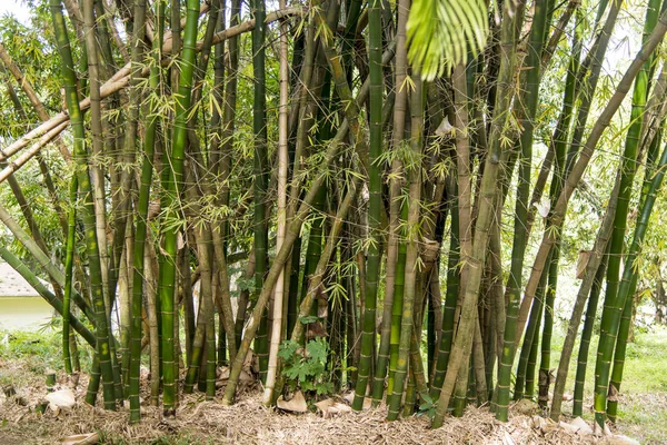 Daintree 森林热带植被 — 图库照片