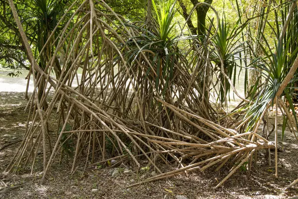 Daintree 森林热带植被 — 图库照片