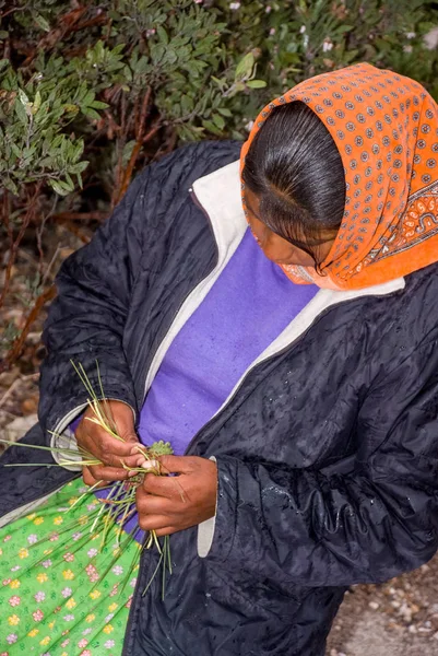 Kobieta Tarahumara podejmowania sosny-igły kosze — Zdjęcie stockowe