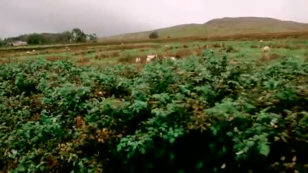 Södra Tynedale Järnväg Ånglok Alston Cumbria England Storbritannien Europa Augusti — Stockvideo