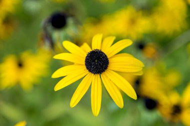 Bahçede yabani bitki örtüsü