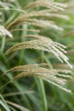 Bahçede yabani bitki örtüsü