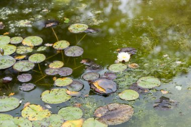 Yeşil Lily pedleri bir gölet üzerinde yüzen