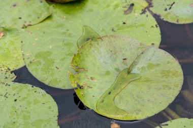 Yeşil Lily pedleri bir gölet üzerinde yüzen