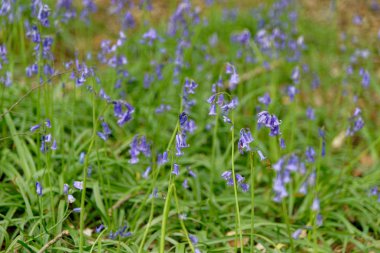 Bir İngiliz ormanlık çiçekli Bahar bluebells