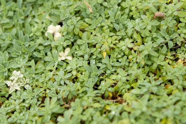 Wilde vegetation i trädgården — Stockfoto