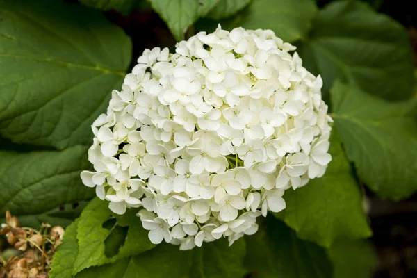 Wilde vegetation i trädgården — Stockfoto