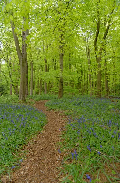 Tavaszi Bluebells virágzó angol erdők — Stock Fotó