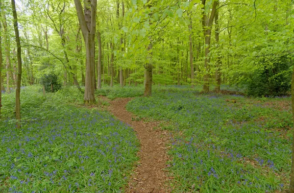 Fjærklokkeblåstjerner som blomstrer i engelsk skog – stockfoto