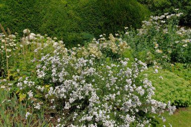 Bahçede yabani bitki örtüsü