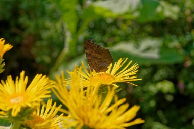 Bahçede yabani bitki örtüsü