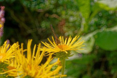 Bahçede yabani bitki örtüsü
