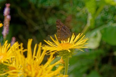 Bahçede yabani bitki örtüsü
