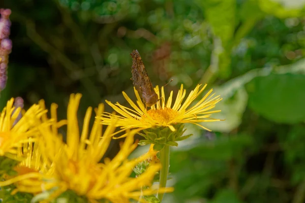 Bahçede yabani bitki örtüsü