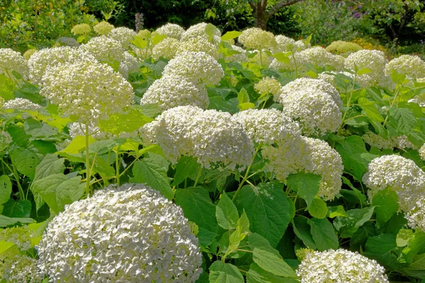 Wilde vegetations in garden — Stock Photo, Image