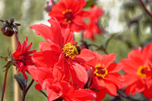 Abeille sur fleur rouge - Jardin d'été — Photo