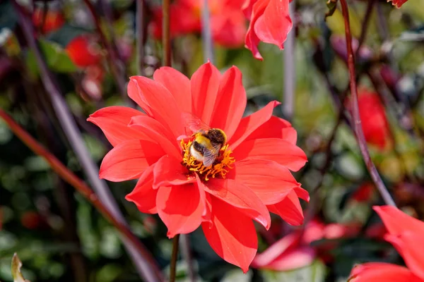 Пчела на красный цветок - Летний сад — стоковое фото